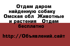 Отдам даром найденную собаку - Омская обл. Животные и растения » Отдам бесплатно   
